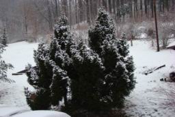 Resize of DSC01764.JPG